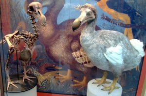 Belajar Waspada Dari Punahnya Burung Dodo
